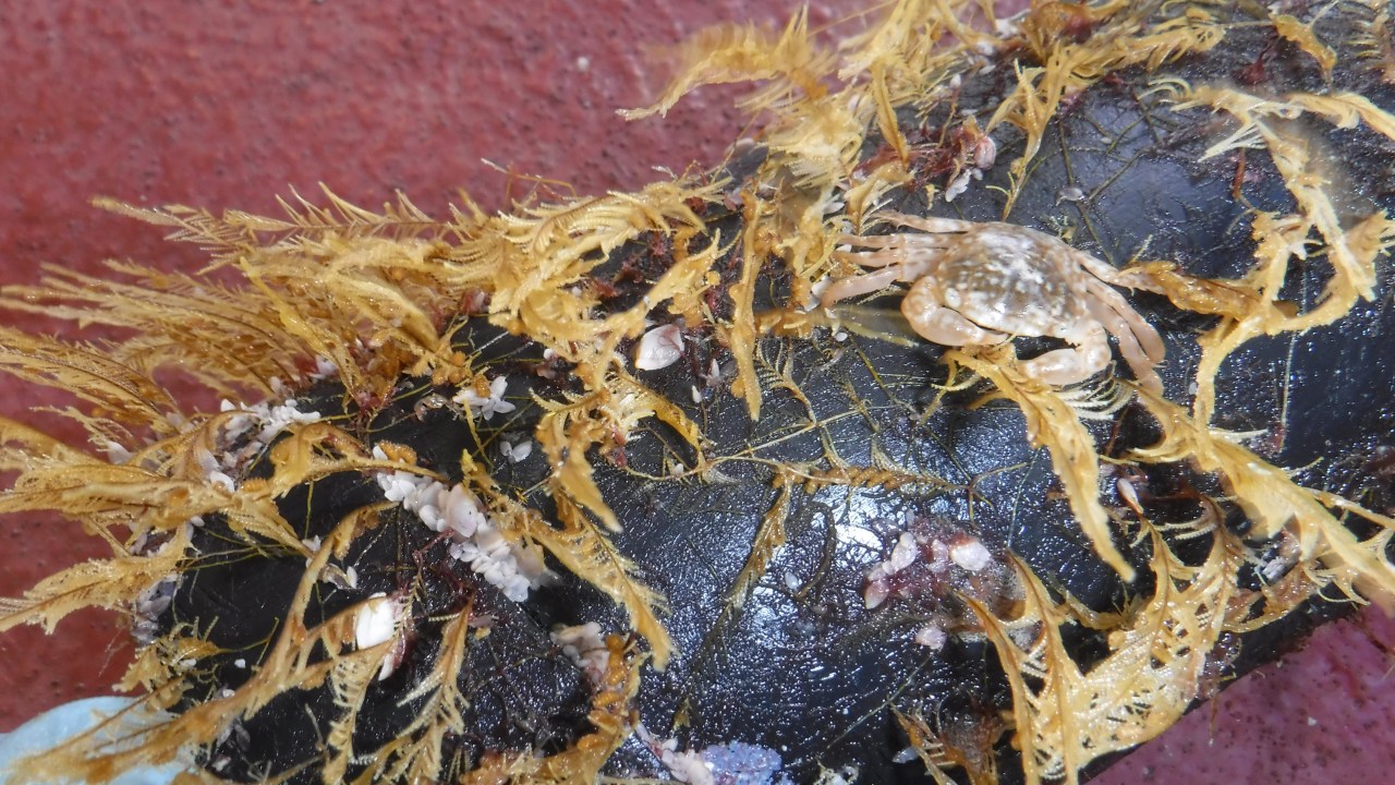 Amostra de algas e caranguejo vivendo em cima de objeto retirado da ilha de lixo no Pacífico.