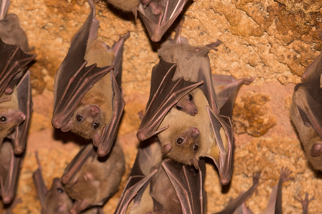 Vários morcegos em uma caverna com uma mãe segurando seu filhote