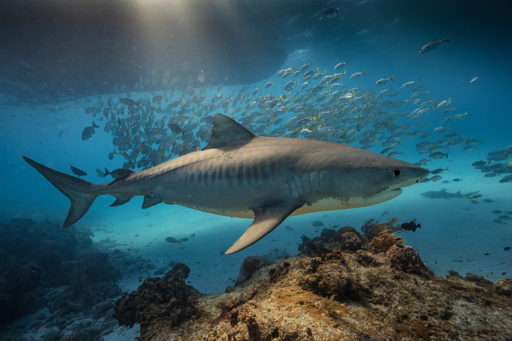 Foto de tubarão tigre entre peixes.