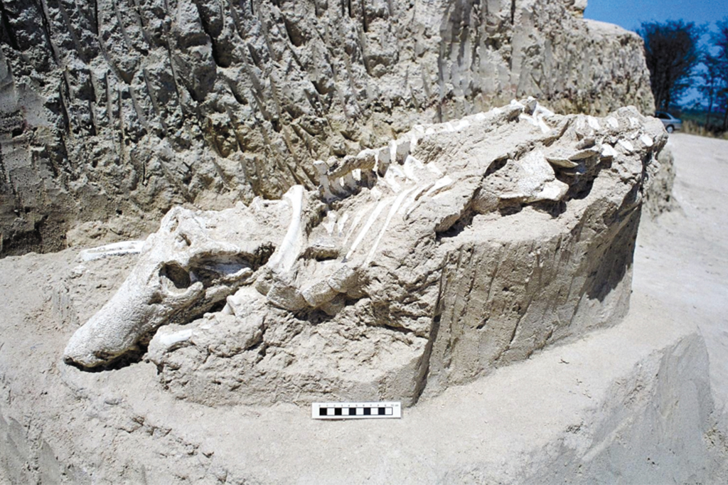 Fóssil do Uberabasuchus terrificus, “parente” distante dos crocodilos e jacarés atuais.