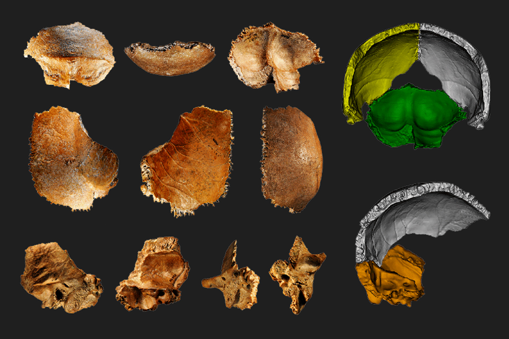 Imagens do fóssil e esquema mostrando qual parte do crânio ele seria.