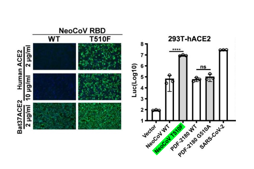 NeoCov não é capaz de infectar pessoas – mas renova preocupação com experiências de laboratório interna Gráficos dos experimentos com o NeoCov.