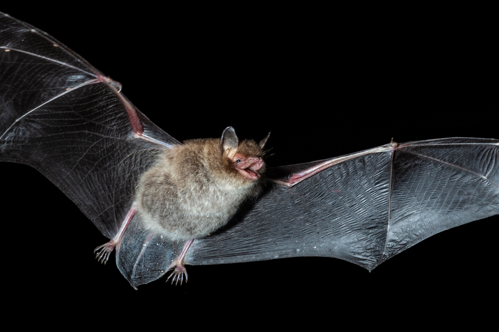 Morcego voando durante a noite.