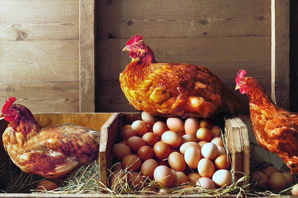 Foto de três galinhas e seus ovos.