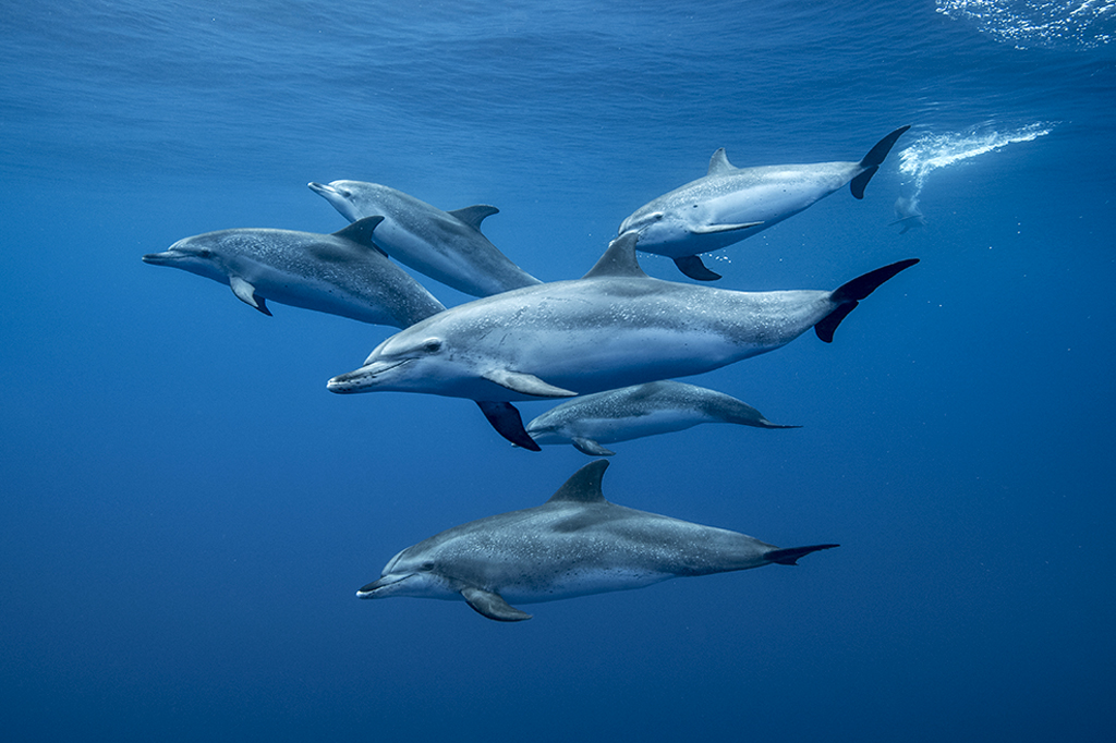 Foto de um grupo de golfinhos nadando.