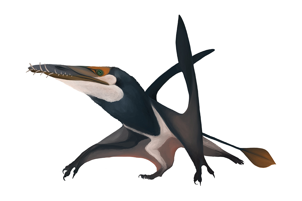 Reprodução artística com base no fóssil do pterossauro encontrado.