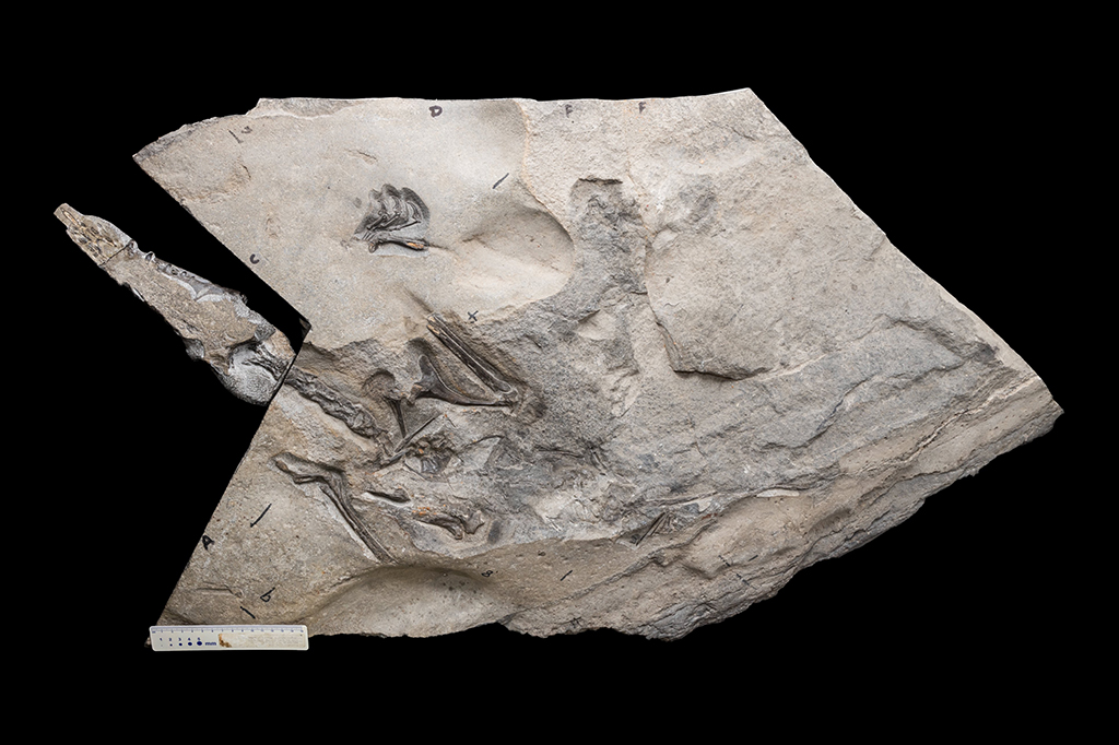 Fóssil do maior pterossauro jurássico que se tem registro.