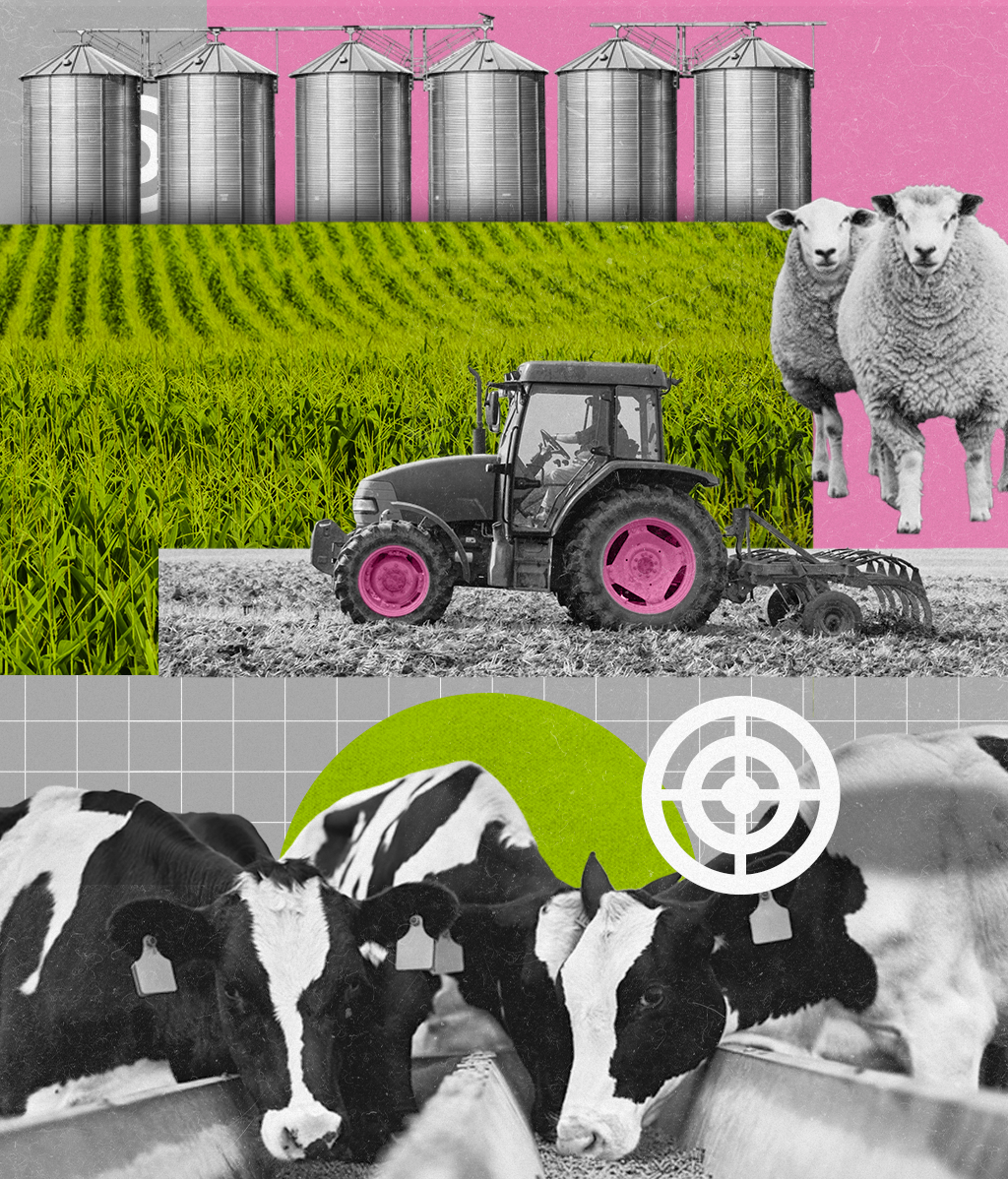 Colagem com os seguintes elementos: silos, plantação de milho, ovelhas, trator e vacas.