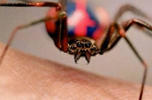 Aranha que morde o Peter Parker (do Tobey Maguire).