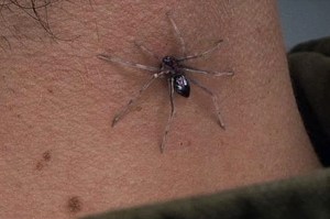 Imagem do Peter Parker (do Andrew Garfield) com uma aranha no pescoço.