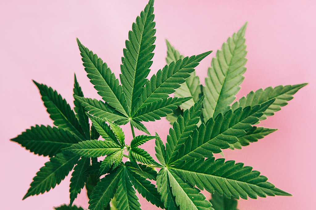 Folha de cannabis.