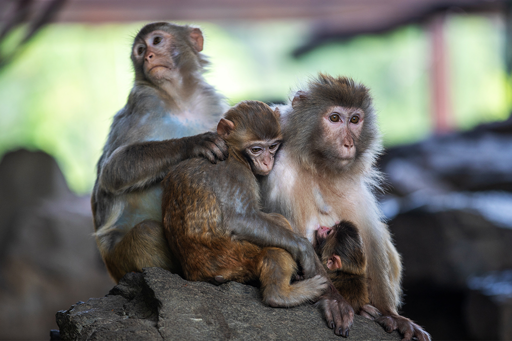 Macacos rhesus com filhotes.