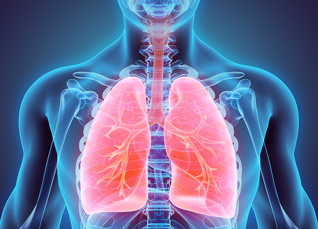 Ilustração de pulmões humanos