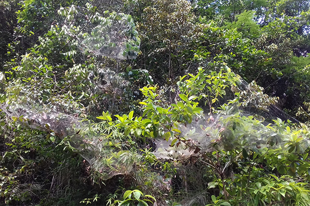 Teias de aranhas Anelosimus eximius em árvore.