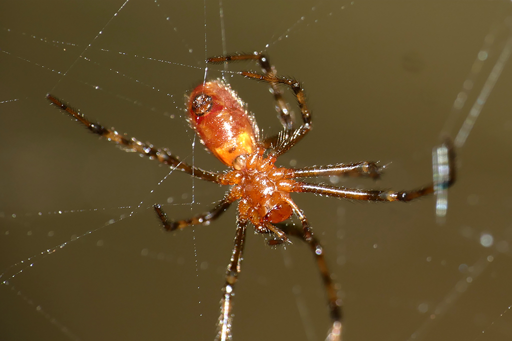 Aranha da espécie Anelosimus eximius.