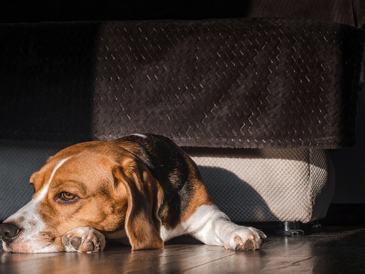 Maior cachorro do mundo morre aos 3 anos após diagnóstico de