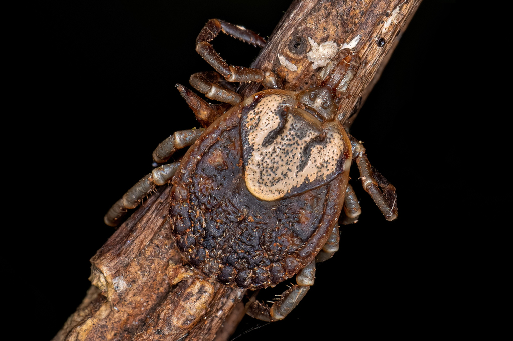 Cientistas criam carrapato transgênico