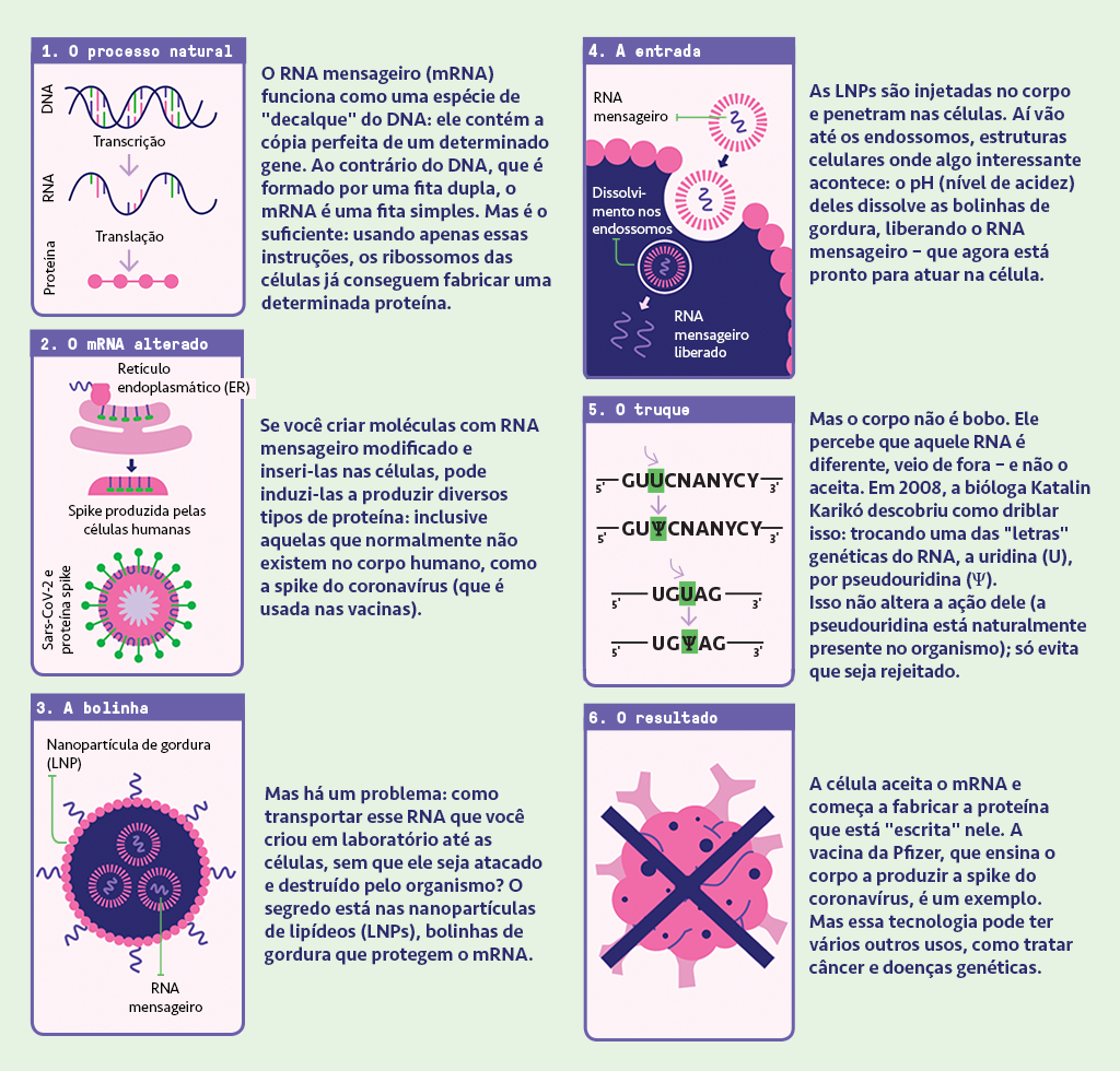Seis ilustrações com legendas explicando como o RNA mensageiro funciona.
