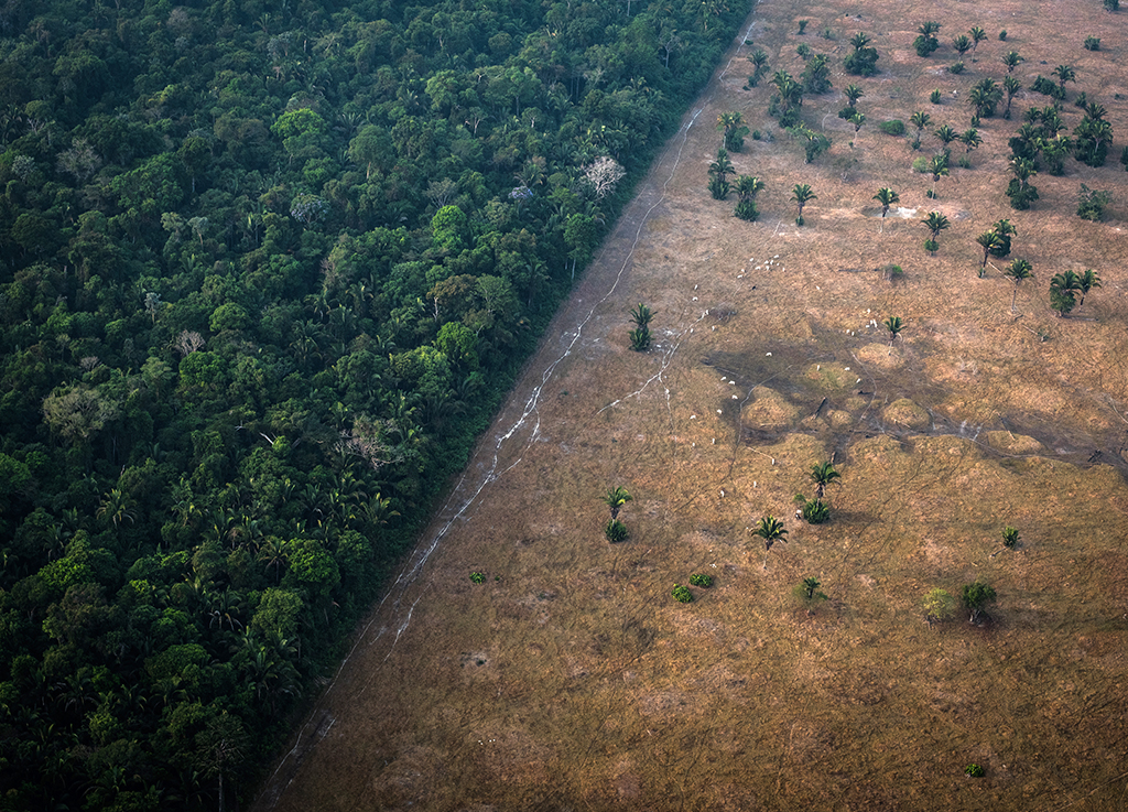 floresta amazonica com uma parte devastada e outra parte ainda verde