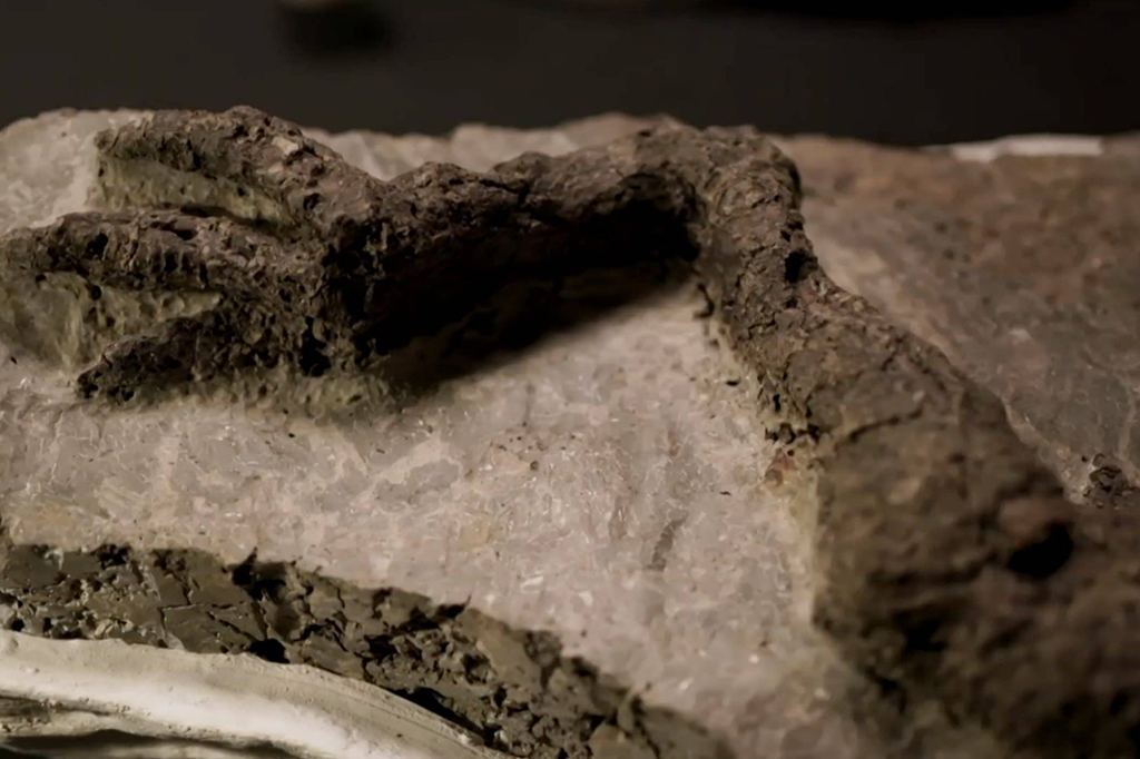 Fóssil de dinossauro que morreu no mesmo dia de queda de asteroide.