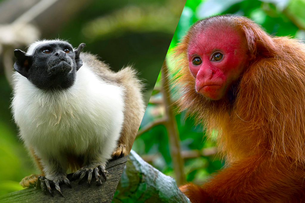 Algum outro animal sofre de calvície?