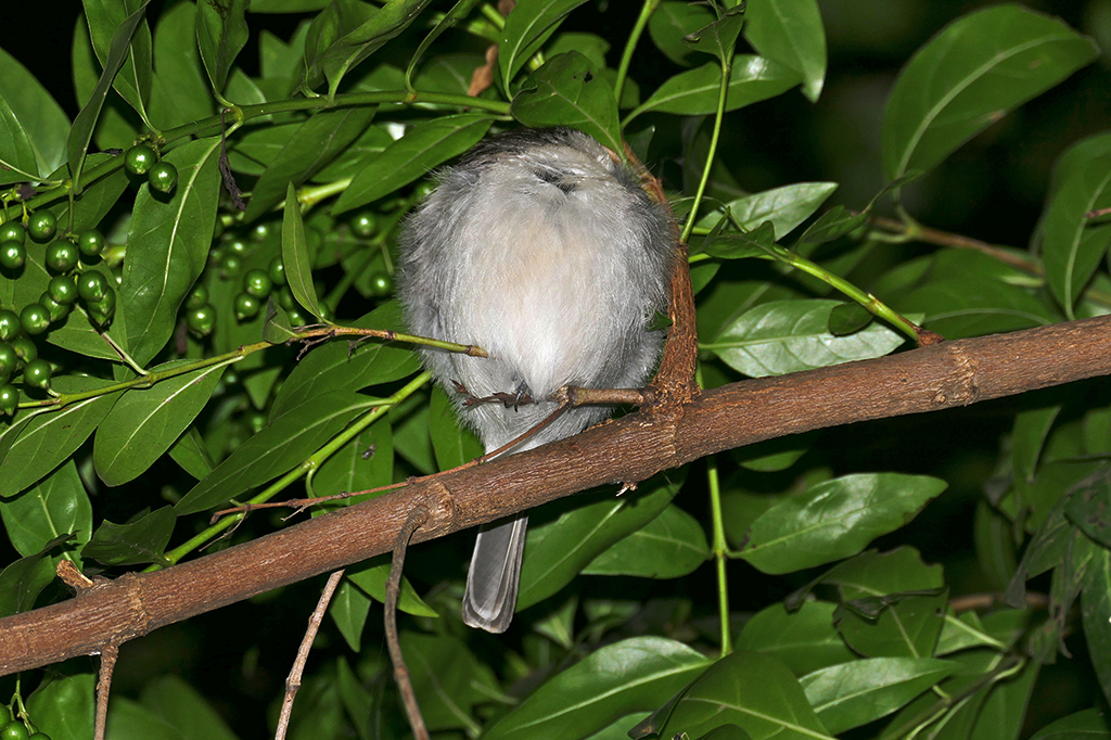 Fotografia de um pássaro com penas brancas e cinzas dormindo empoleirado em um galho, à noite, com folhas verdes ao redor.