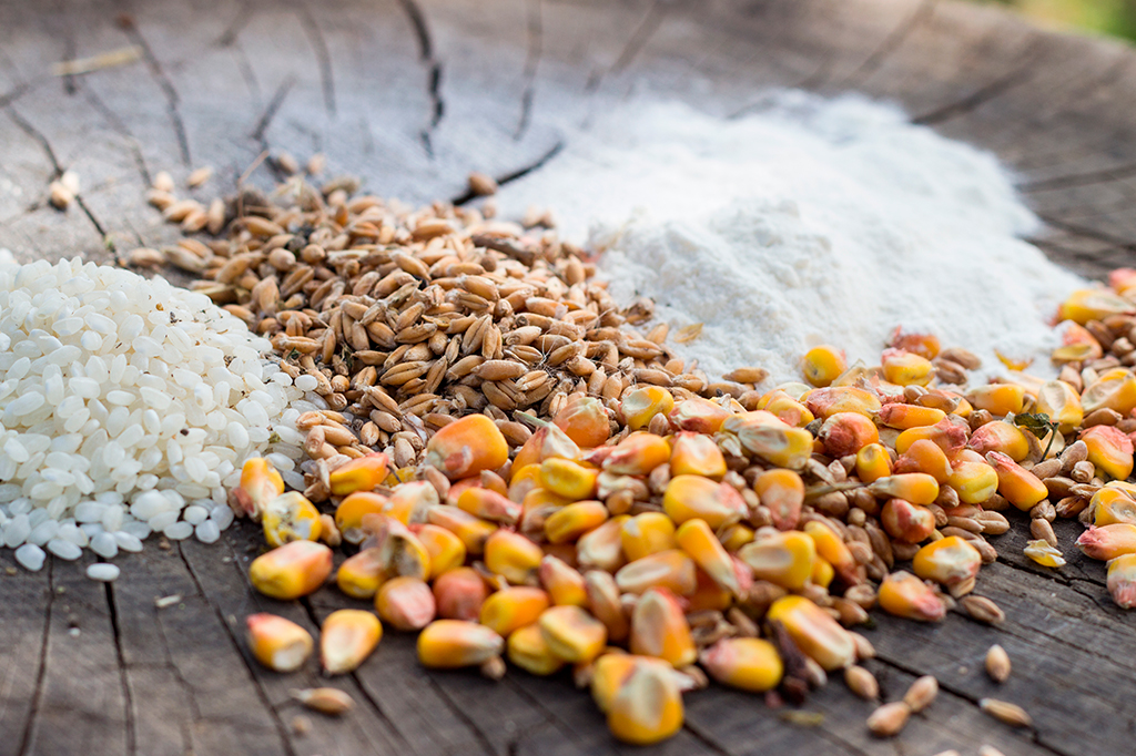 Imagem de punhados de grãos de milho, arroz e trigo sobre uma superfície de madeira.
