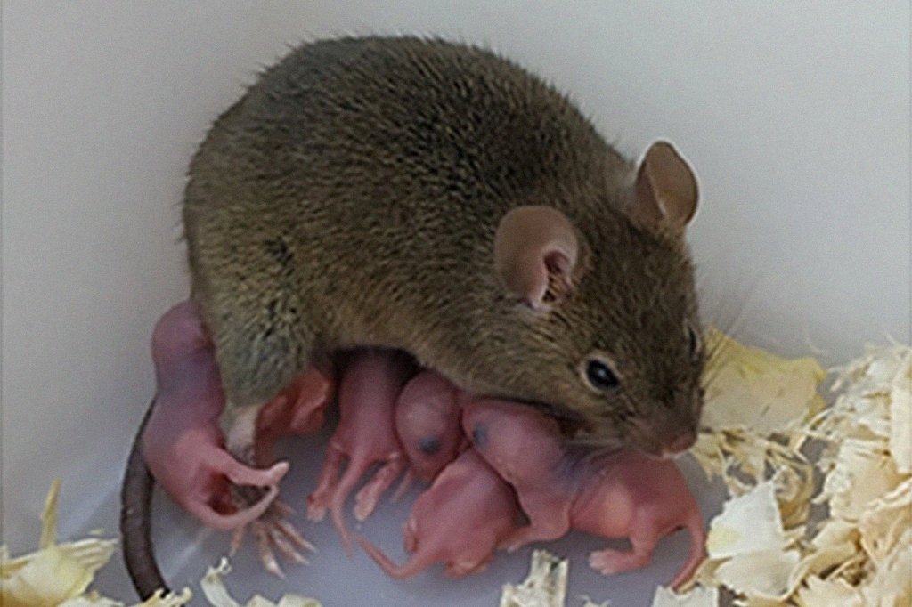 Rato com cria de filhotes gerados a partir de partenogênese.