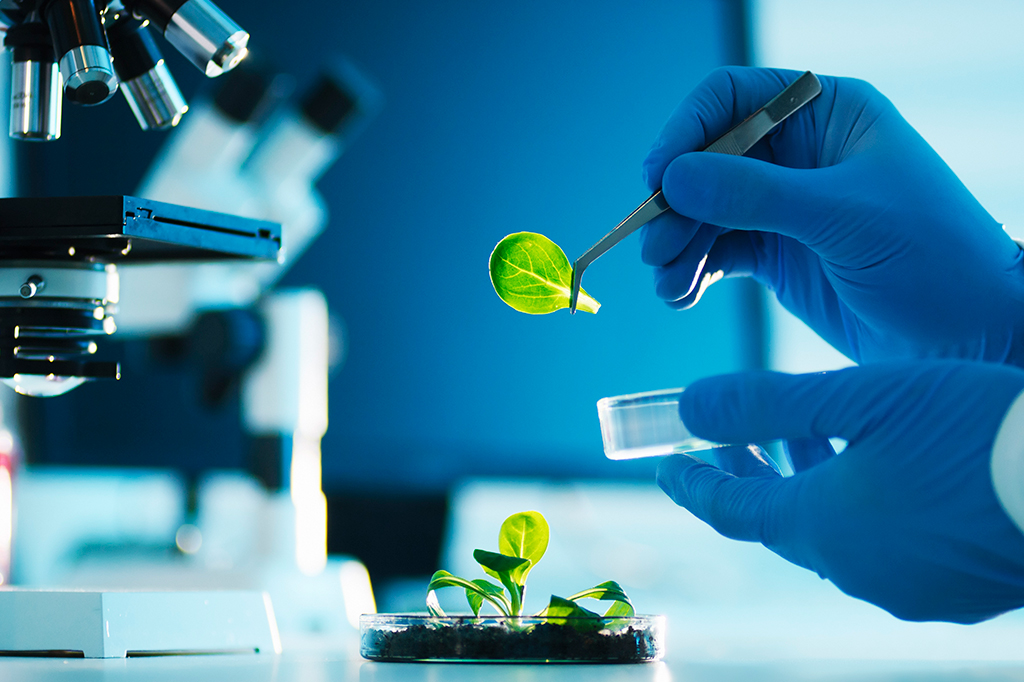 Close up das mãos de uma pessoa cientista manuseando amostras de plantas e solo em laboratório.