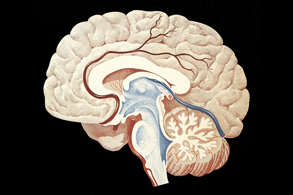 Ilustração de um cérebro.