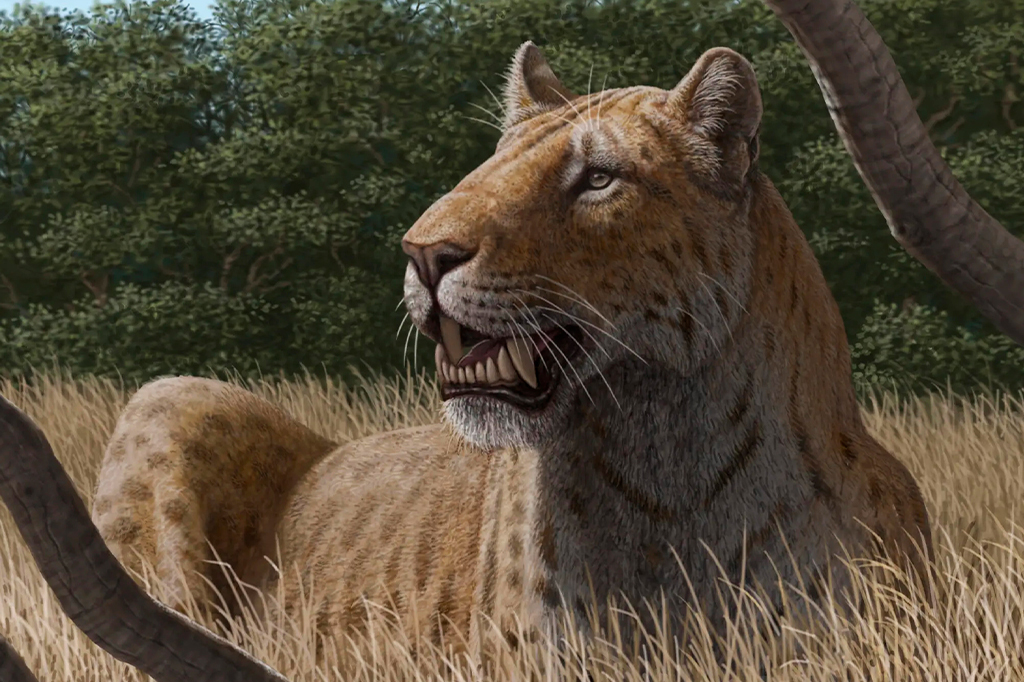 Concepção artística de um Homotherium latidens, uma espécie de tigre dente-de-sabre, em repouso.
