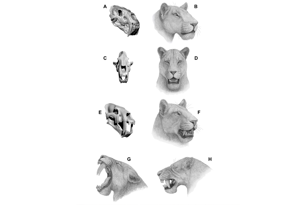 Esquema ilustrativo da reconstrução do crânio da espécie Homotherium latidens em diferentes perspectivas.