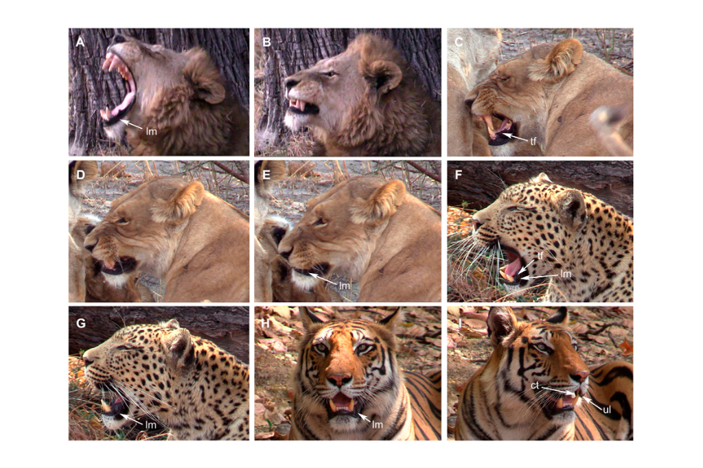 Montagem de fotos: espécies de felinos selvagens mostrando expressões faciais diversas.