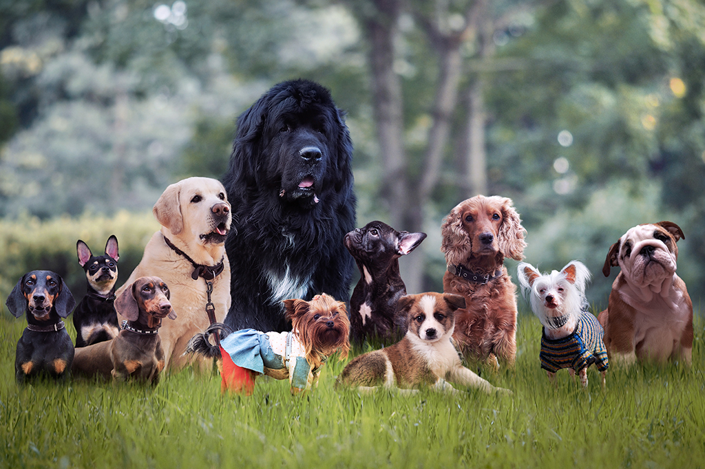 Imagem de um grupo de onze cachorros - cada um de uma raça - em um gramado.