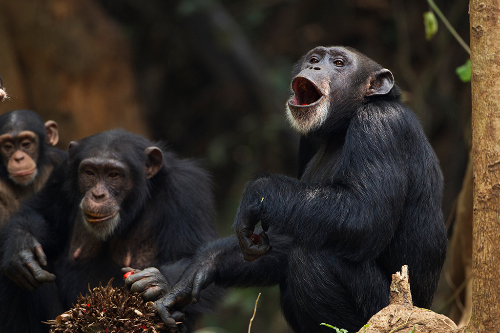 Grupo de chimpanzés. Um deles parece estar vocalizando alguma coisa, comunicando-se.