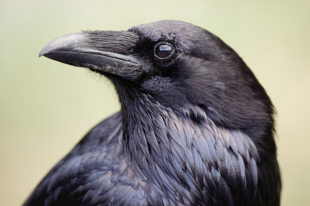 Imagem close-up do perfil de um corvo.