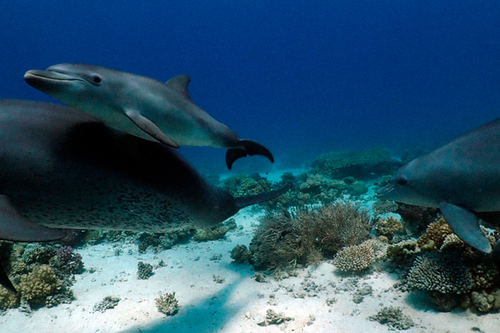 Golfinhos esfregando-se nos corais.