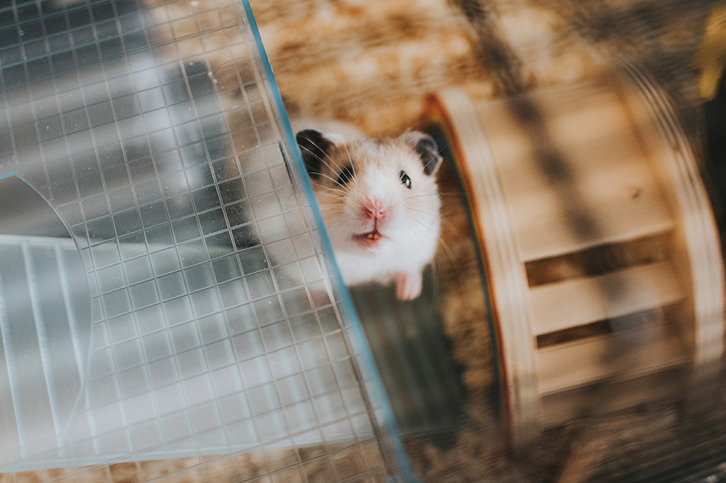 Retrato de um hamster.
