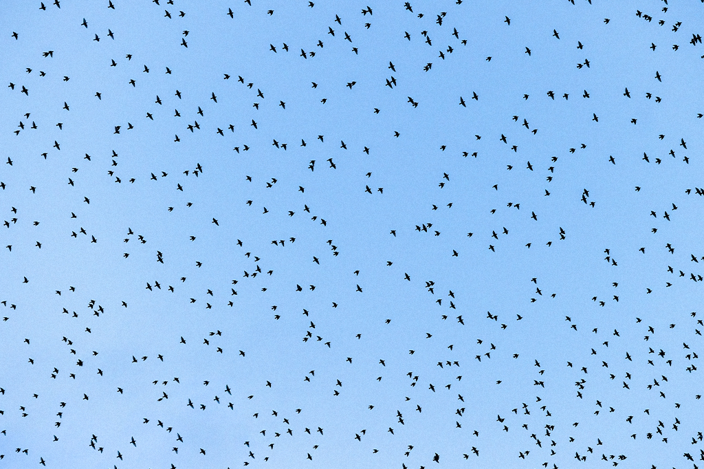 Bando de pássaros voando no céu azul.