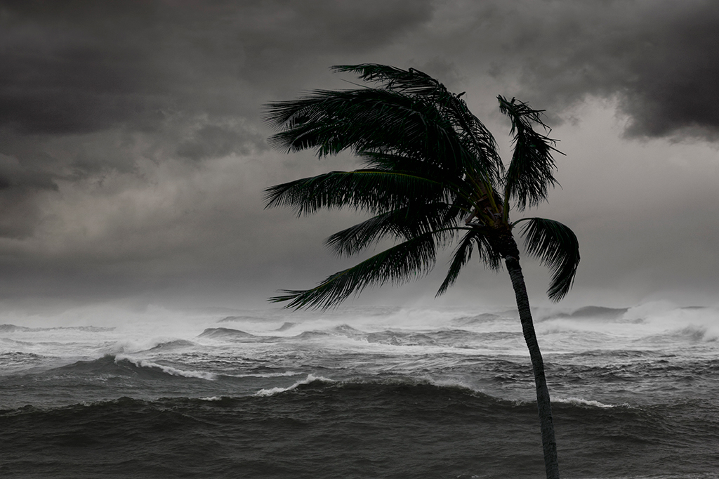 Imagem de uma tempestade, onde se vê uma palmeira arqueada com a força do vento, e ao fundo o mar agitado.