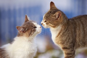 Gatos lembram dos nomes uns dos outros, diz estudo