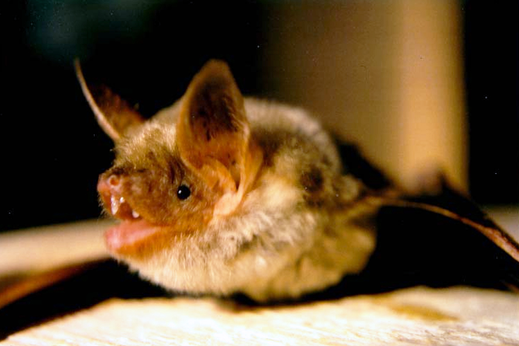 Morcego da espécie Myotis myotis.