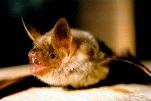 Morcegos são vistos imitando o zumbido de insetos para assustar predadores