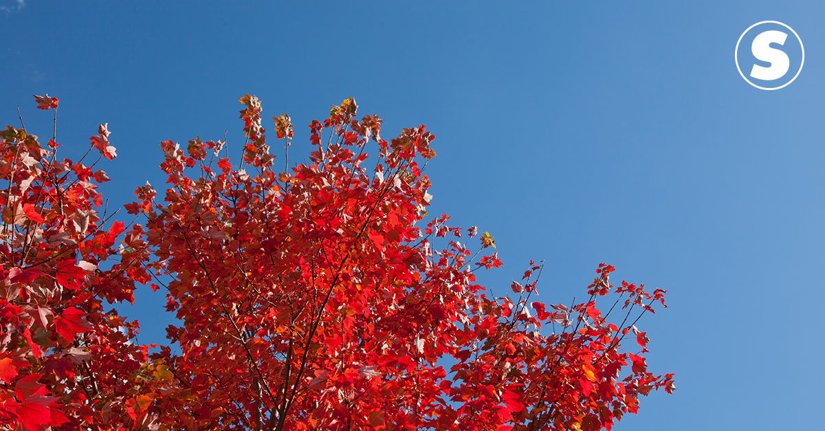 Árvore com folhas avermelhadas, típicas de outono, contra céu azul.