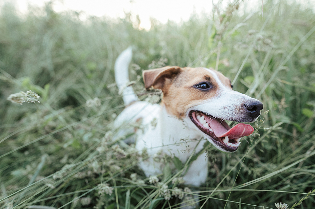 Retrato de um cachorro da raça Jack Russel Terrier correndo no meio de plantinhas com a língua de fora.