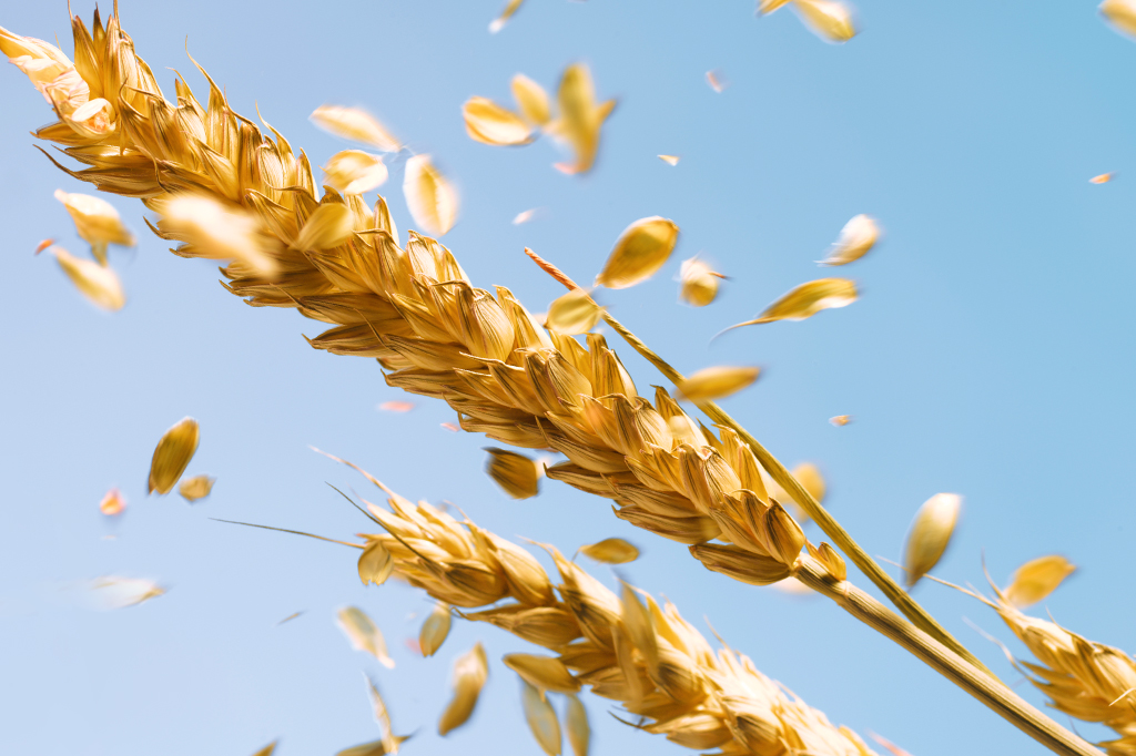 Argentina libera plantio de trigo transgênico