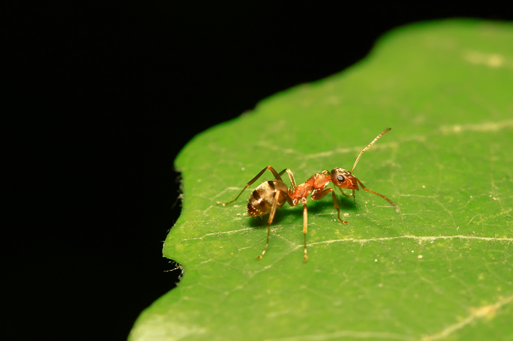 Close up de formiga da espécie Formuca fusca em uma folha verde.