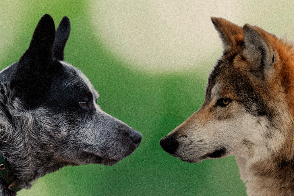Um lobo e um cachorro de frente um para o outro.