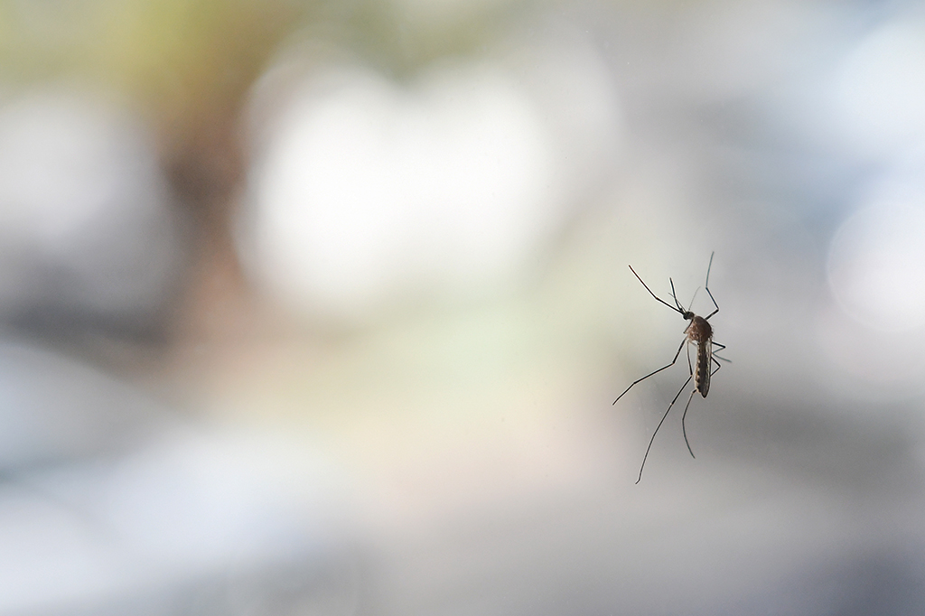 Close up de um mosquito pousando em uma superfície de vidro.