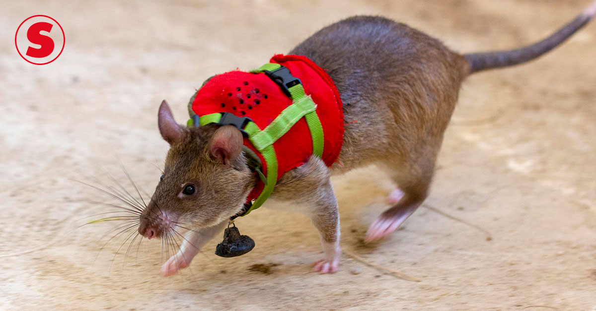 Ratos com mochilas estão em treinamento para fazer missões de busca e  resgate